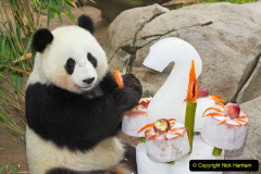 008.2023-03-16-Giant-Pandas-including-Red-Brown-Pandas.-8-