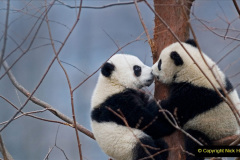 Giant panda cubs in the Wolong National Nature Reserve, China