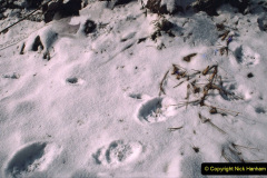 012.2023-03-16-Giant-Pandas-including-Red-Brown-Pandas.-12-