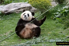 014.2023-03-16-Giant-Pandas-including-Red-Brown-Pandas.-14-