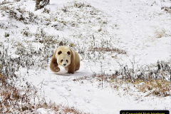 016.2023-03-16-Giant-Pandas-including-Red-Brown-Pandas.-16-