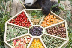 019.2023-03-16-Giant-Pandas-including-Red-Brown-Pandas.-19-