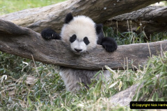 022.2023-03-16-Giant-Pandas-including-Red-Brown-Pandas.-22-