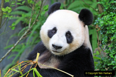 023.2023-03-16-Giant-Pandas-including-Red-Brown-Pandas.-23-