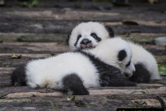 030.2023-03-16-Giant-Pandas-including-Red-Brown-Pandas.-30-