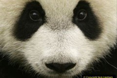 032.2023-03-16-Giant-Pandas-including-Red-Brown-Pandas.-32-