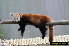 035.2023-03-16-Giant-Pandas-including-Red-Brown-Pandas.-35-