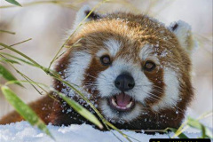 037.2023-03-16-Giant-Pandas-including-Red-Brown-Pandas.-37-