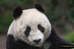 047.2023-03-16-Giant-Pandas-including-Red-Brown-Pandas.-47-