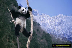 ***EXCLUSIVE***

SICHUAN, CHINA: Panda climbing a tree.

Playing peacefully in the mountainous regions of western China's Sichuan Province, these adorable Pandas melt the heart. Captured at the Wolong Nature Reserve, photographer Steve Bloom a week photographing these endangered species. Set up in 1963 the Wolong Nature Reserve is home to 6000 species of plants and animals and is one of the last protected homes of the giant panda. To help pandas survive, the Chinese government and other concerned groups built a special breeding centre called the China Conservation and Research Centre for the Giant Panda. With over 50 captive giant pandas, each year new babies are born to female pandas. Considered to be the most successful facility in the word for breeding giant pandas, most giant pandas in zoos around the world come from Wolong.

PHOTOGRAPH BY STEVE BLOOM / BARCROFT MEDIA LTD

UK Office, London.
T +44 845 370 2233
W www.barcroftmedia.com

Australasian & Pacific Rim Office, Melbourne.
E info@barcroftpacific.com
T +613 9510 3188 or +613 9510 0688
W www.barcroftpacific.com

Indian Office, Delhi.
T +91 997 1133 889
W www.barcroftindia.com