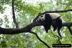 056.2023-03-16-Giant-Pandas-including-Red-Brown-Pandas.-56-