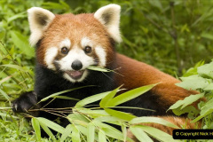 057.2023-03-16-Giant-Pandas-including-Red-Brown-Pandas.-57-