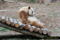 062.2023-03-16-Giant-Pandas-including-Red-Brown-Pandas.-62-