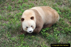 063.2023-03-16-Giant-Pandas-including-Red-Brown-Pandas.-63-