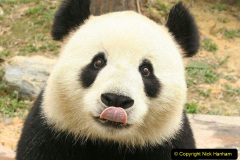 066.2023-03-16-Giant-Pandas-including-Red-Brown-Pandas.-66-