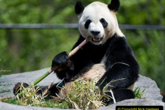 067.2023-03-16-Giant-Pandas-including-Red-Brown-Pandas.-67-
