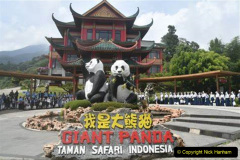 071.2023-03-16-Giant-Pandas-including-Red-Brown-Pandas.-71-