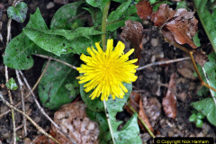 051.2023-03-24-Wiltshire-Holiday-day-three-Stourhead-Gardens-NT.-51-