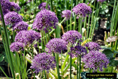 027.2023-05-20-Careys-Wareham-Dorset.-27-