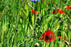 038.2023-05-20-Careys-Wareham-Dorset.-38-