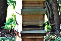 099.2023-05-20-Careys-Wareham-Dorset.-99-