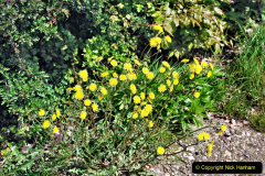 131.2023-05-20-Careys-Wareham-Dorset.-131-