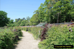 136.2023-05-20-Careys-Wareham-Dorset.-136-