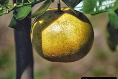 149.2023-05-20-Careys-Wareham-Dorset.-149-