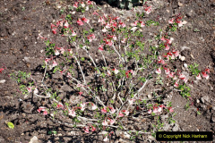 152.2023-05-20-Careys-Wareham-Dorset.-152-