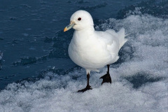 119.2023-05-22-Svalbard-Norway.-119-