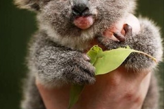 2023 May 05 Koala Bears, Australia