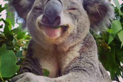 002.2023-05-05-Koala-Bears-Australia.-2-