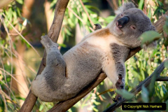 009.2023-05-05-Koala-Bears-Australia.-9-