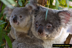 027.2023-05-05-Koala-Bears-Australia.-27-