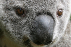031.2023-05-05-Koala-Bears-Australia.-31-