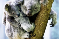 040.2023-05-05-Koala-Bears-Australia.-40-