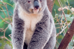 044.2023-05-05-Koala-Bears-Australia.-44-