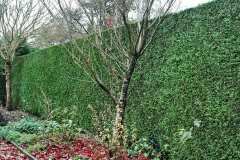 021.2023-11-20-Holme-Garden-Centre-Near-Wareham-Dorset-in-early-winter.-21-