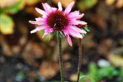 031.2023-11-20-Holme-Garden-Centre-Near-Wareham-Dorset-in-early-winter.-31-