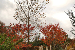 033.2023-11-20-Holme-Garden-Centre-Near-Wareham-Dorset-in-early-winter.-33-