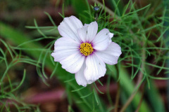 043.2023-11-20-Holme-Garden-Centre-Near-Wareham-Dorset-in-early-winter.-43-