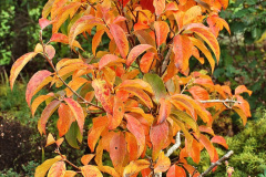 048.2023-11-20-Holme-Garden-Centre-Near-Wareham-Dorset-in-early-winter.-48-