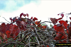 051.2023-11-20-Holme-Garden-Centre-Near-Wareham-Dorset-in-early-winter.-51-