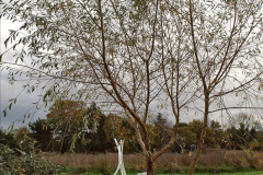 054.2023-11-20-Holme-Garden-Centre-Near-Wareham-Dorset-in-early-winter.-54-