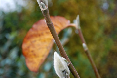 057.2023-11-20-Holme-Garden-Centre-Near-Wareham-Dorset-in-early-winter.-57-