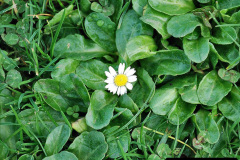 064.2023-11-20-Holme-Garden-Centre-Near-Wareham-Dorset-in-early-winter.-64-