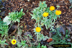 070.2023-11-20-Holme-Garden-Centre-Near-Wareham-Dorset-in-early-winter.-70-