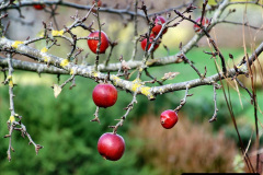 072.2023-11-20-Holme-Garden-Centre-Near-Wareham-Dorset-in-early-winter.-72-