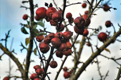 073.2023-11-20-Holme-Garden-Centre-Near-Wareham-Dorset-in-early-winter.-73-