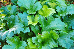 074.2023-11-20-Holme-Garden-Centre-Near-Wareham-Dorset-in-early-winter.-74-